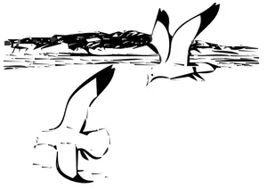 Dua burung camar herring dalam penerbangan vektor gambar